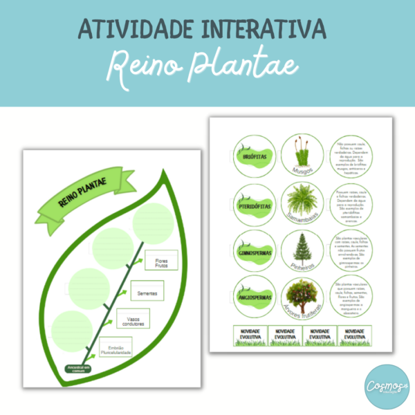 Reino Plantae