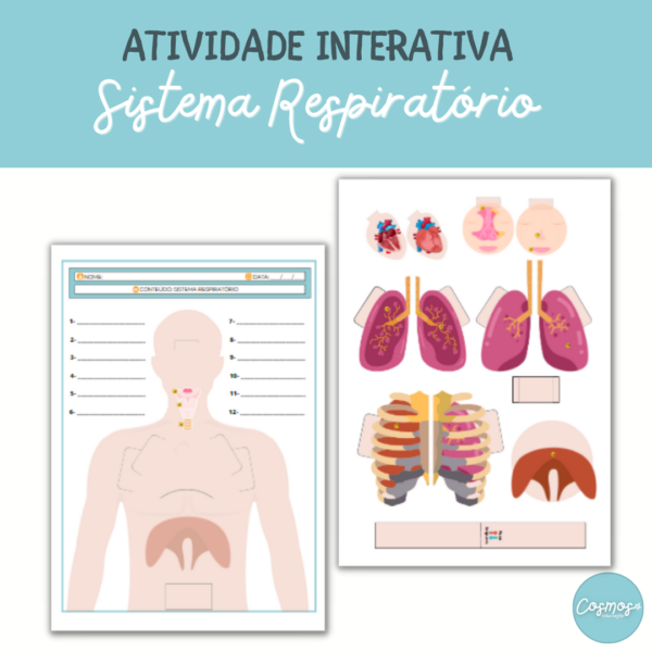 Sistema respiratório