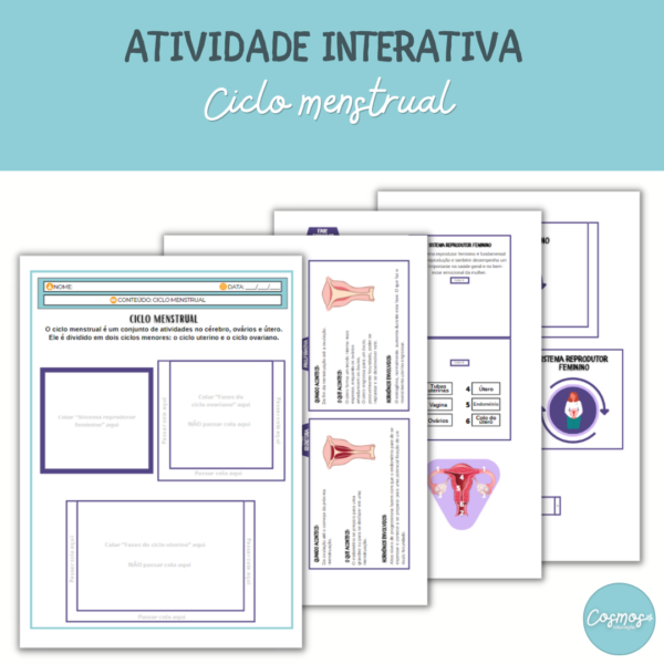 Ciclo menstrual