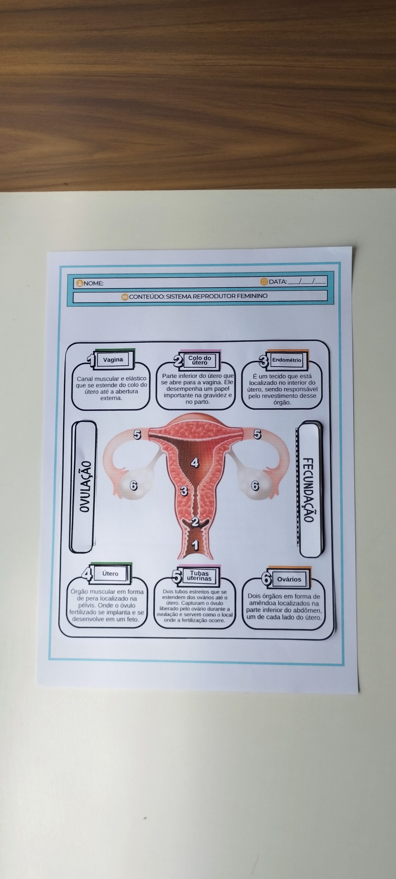 Sistema reprodutor feminino - Cosmos Educação