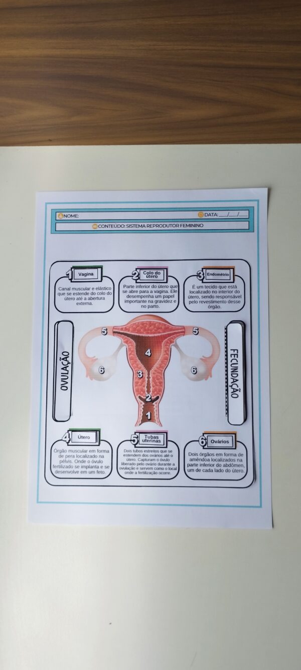 Sistema reprodutor feminino - Image 2