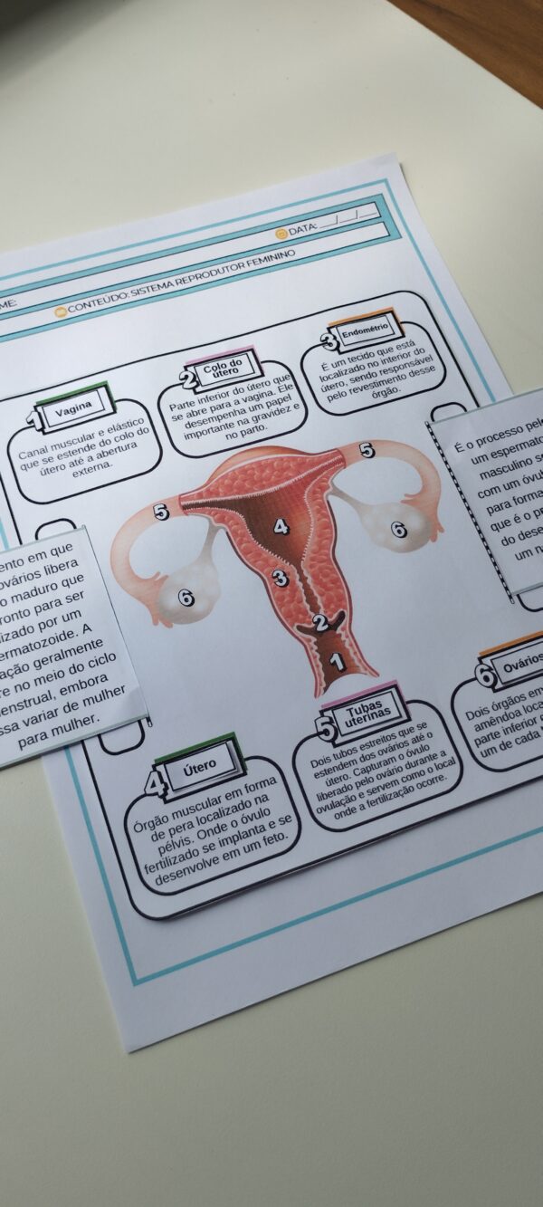 Sistema reprodutor feminino - Image 3