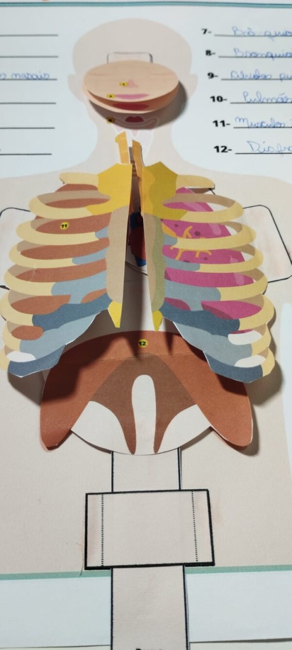 COMBO - SISTEMAS DO CORPO HUMANO - Image 13
