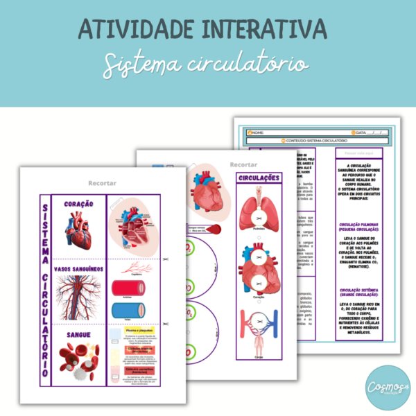 Sistema circulatório