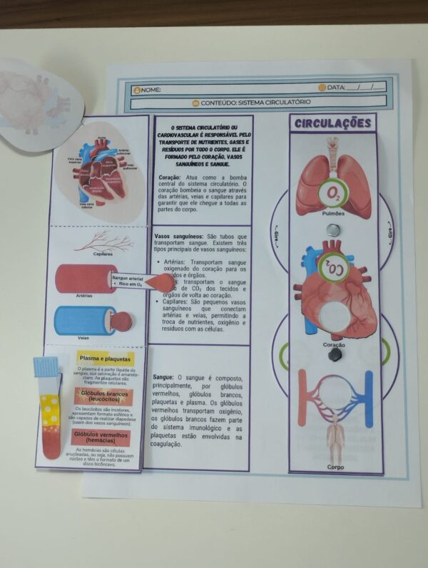 Sistema circulatório - Image 2