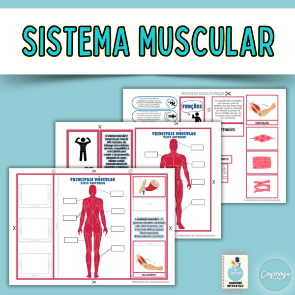 Sistema muscular
