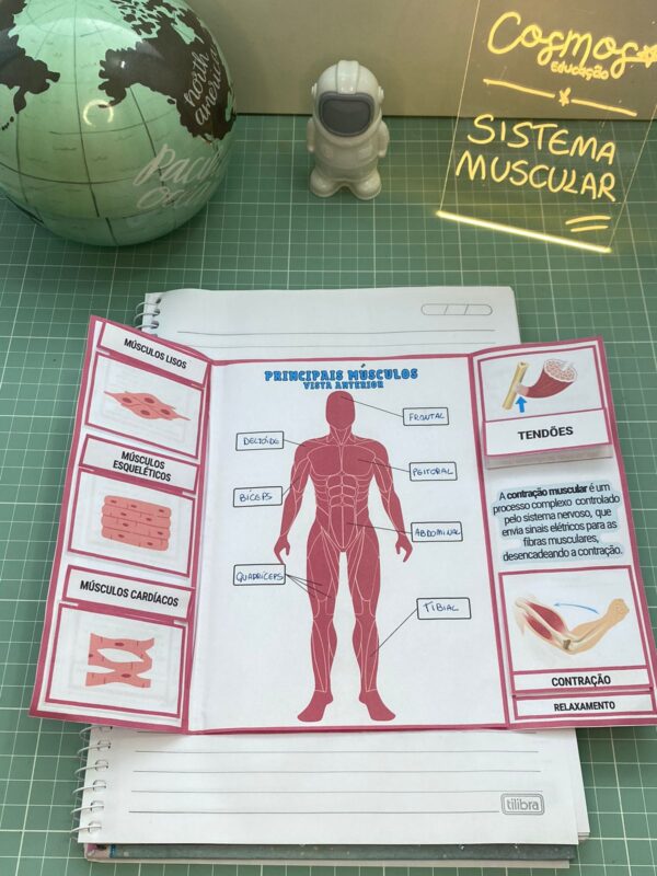 Sistema muscular - Imagem 4