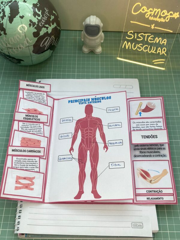 Sistema muscular - Imagem 2
