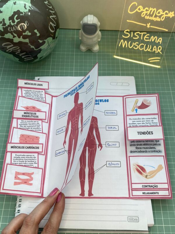 COMBO - SISTEMAS DO CORPO HUMANO - Image 4