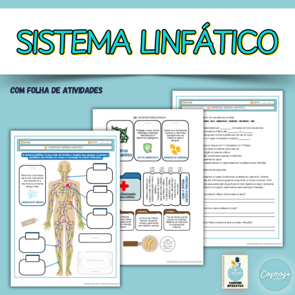 Sistema linfático